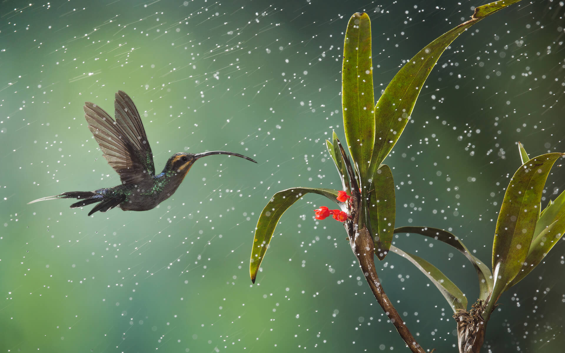 Aplikasi Rumah Tinggal